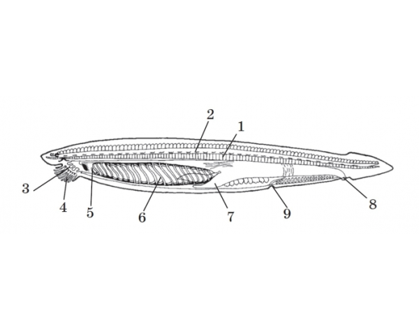 Гонады у ланцетника