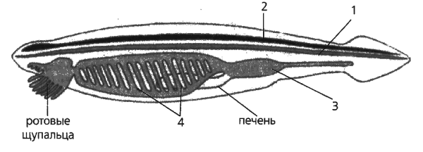 Ланцетник без подписей