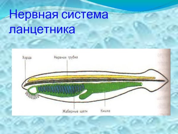 Хордовые ланцетник мышечная система