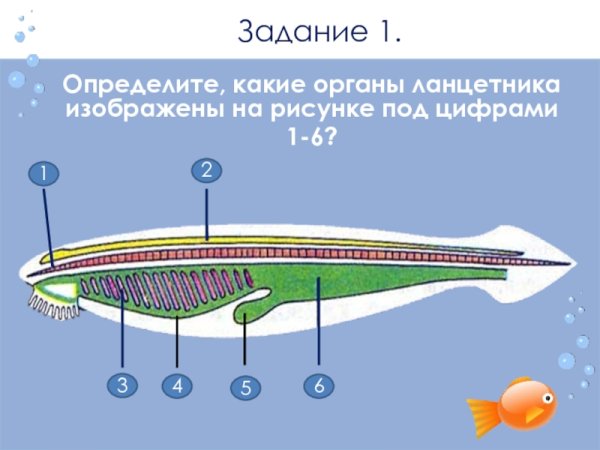 Строение ланцетника без подписей