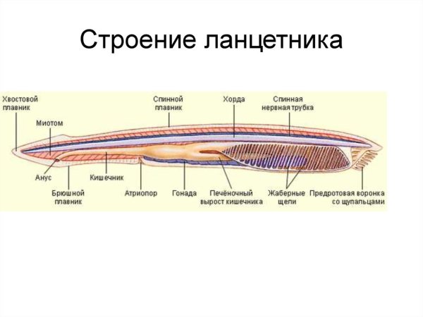Назовите представленное на рисунке животное и укажите