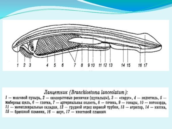 Личинка ланцетника строение