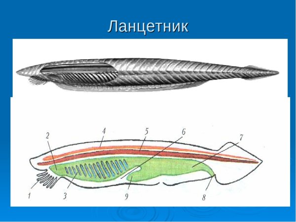 Тотальный препарат ланцетника