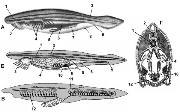 Строение ланцетника без подписей