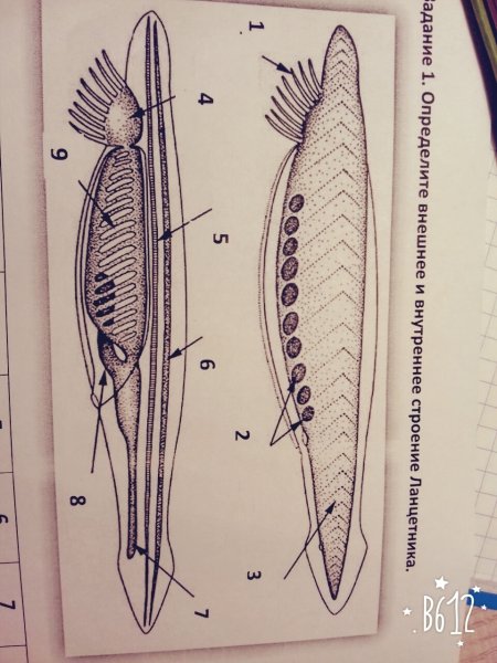 Схема внутреннего строения ланцетника рис 108