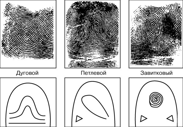 Петлевой Тип папиллярных узоров