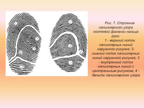Папиллярные линии это в криминалистике