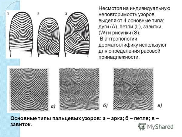 Петлевой папиллярный узор