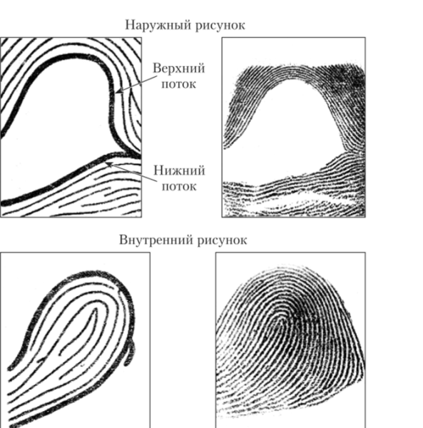 Строение папиллярного узора криминалистика