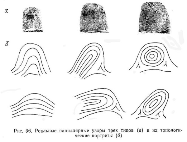 Завиток петля дуга дерматоглифика