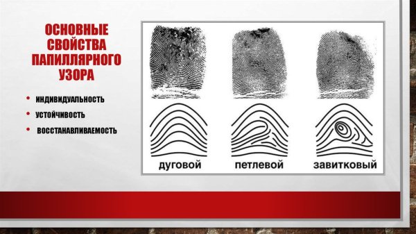 Строение папиллярного узора отпечатка пальца