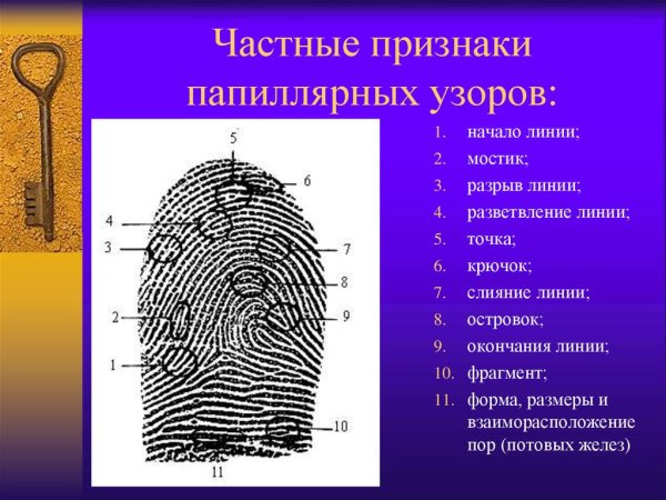 Папиллярный узор ногтевой фаланги