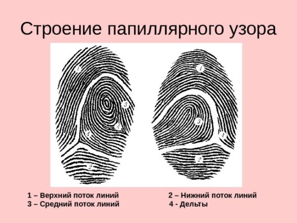 Папиллярные узоры криминалистика