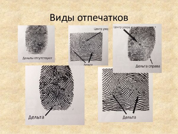 Элементы строения папиллярного узора