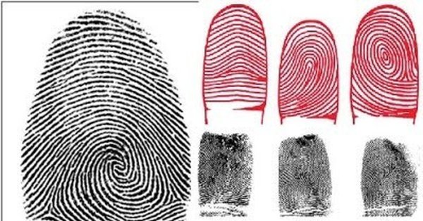 Петлевой Тип папиллярных узоров