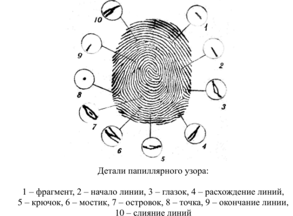 Строение папиллярного узора отпечатка пальца