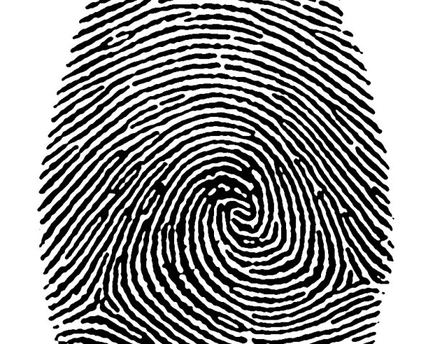 Дактилоскопия типы папиллярного узора