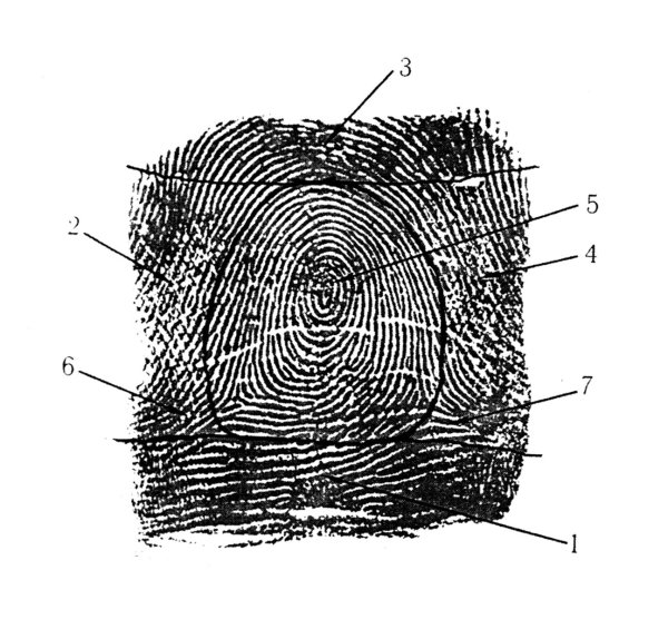 Отпечаток папиллярного узора строение