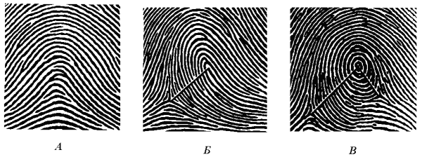 Папиллярные узоры криминалистика