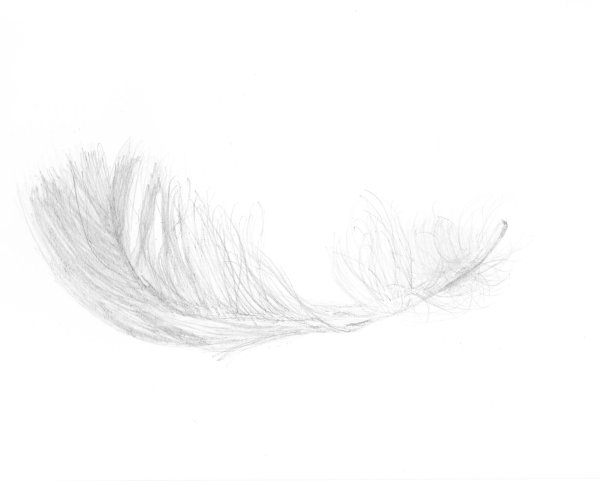 Перышко для фотошопа без фона