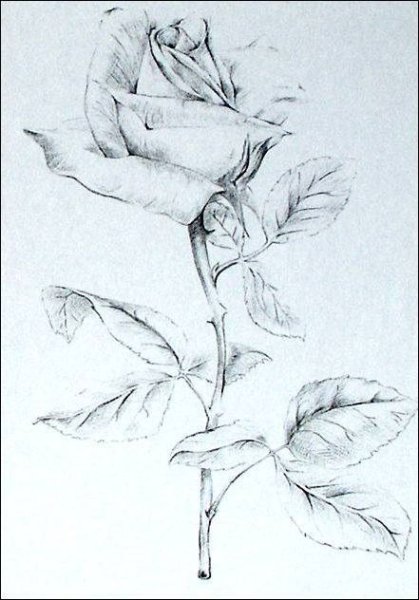 Красивый лист рисунок карандашом