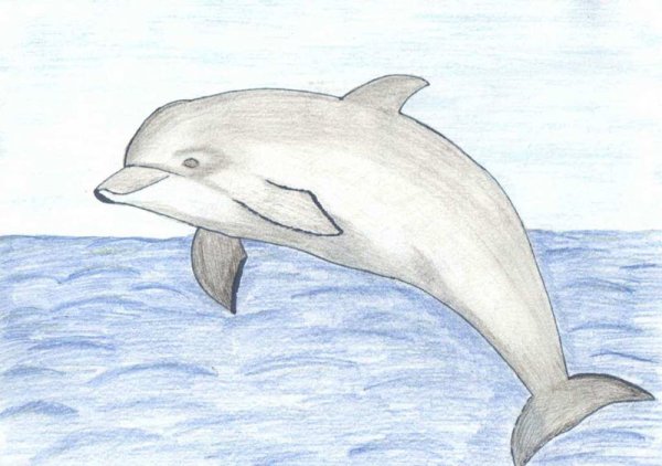 Черноморская Афалина нарисовать