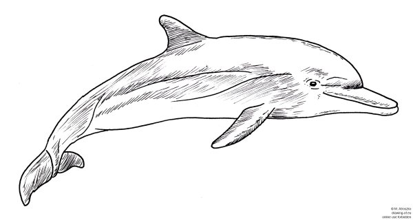 Дельфины Графика