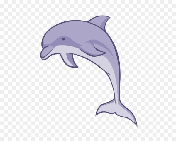 Дельфин Афалина раскраска Черноморская