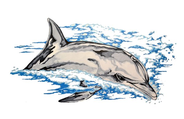 Афалина карандашом