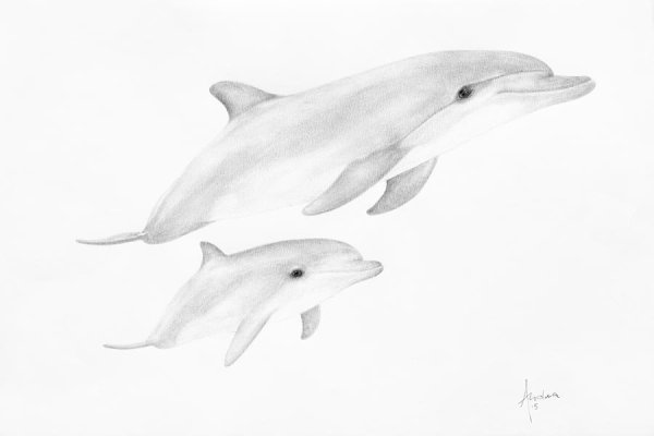 Дельфин рисунок