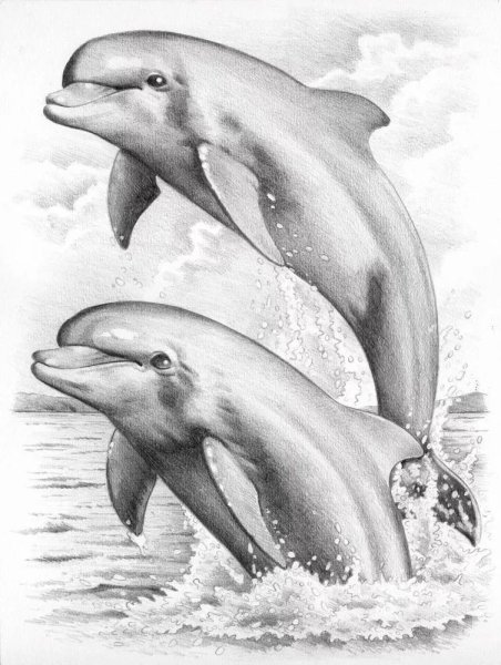 Черноморская Афалина раскраска