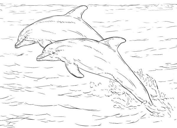 Дельфин рисунки реалистичные