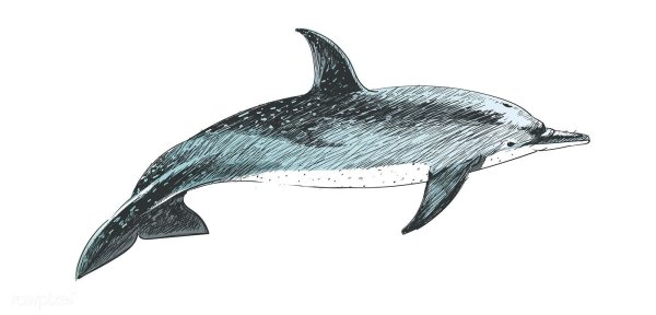 Дельфин картинка для детей