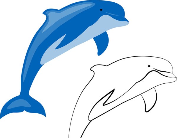 Дельфин скетч
