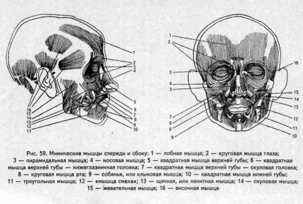 Мышцы головы спереди и сбоку
