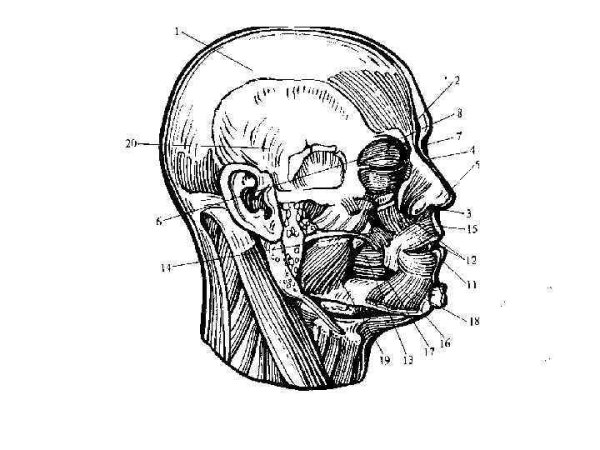 Рис 41 мышцы головы