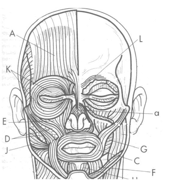 Лицевые мимические мышцы