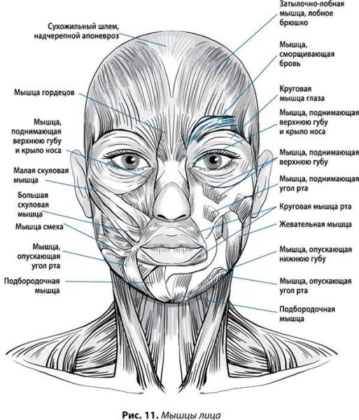 Мимические мышцы лица анатомия функции