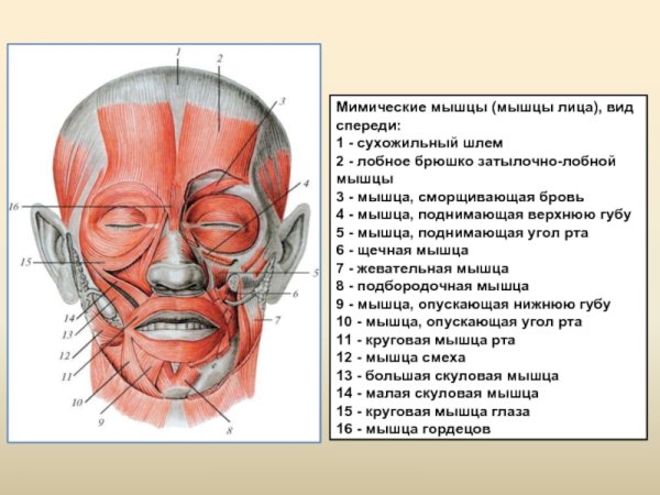 Мышцы лица и шеи анатомия для косметологов