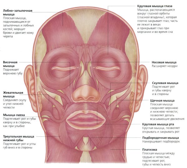 Мышцы лица и шеи анатомия для косметологов