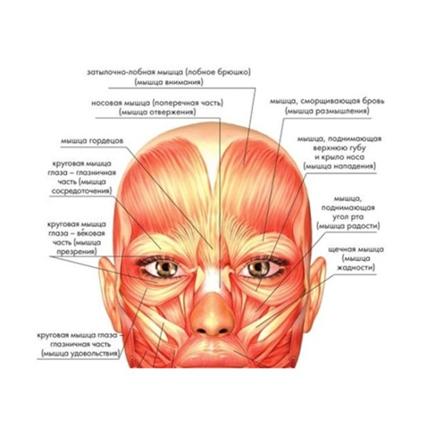 Мышцы лица и шеи анатомия для косметологов
