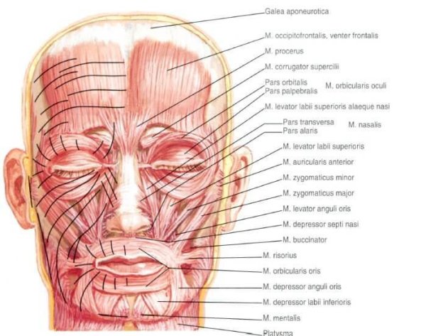 Мимические мышцы лица анатомический атлас