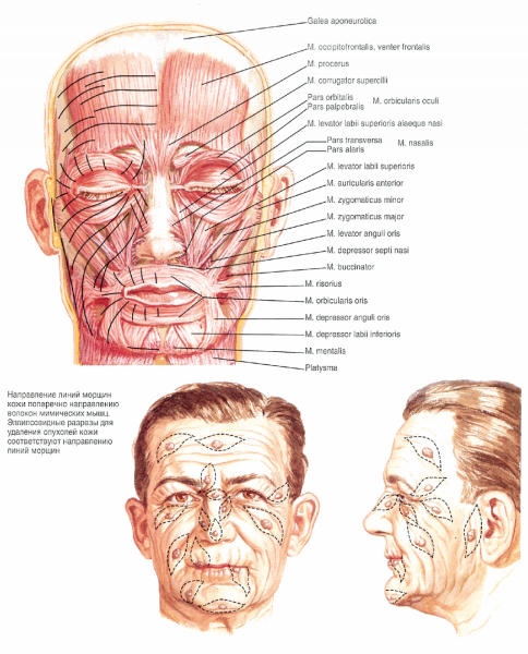 Анатомия черепа и мимические мышцы