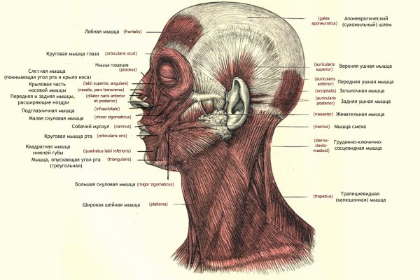 Мимические мышцы лица анатомия атлас