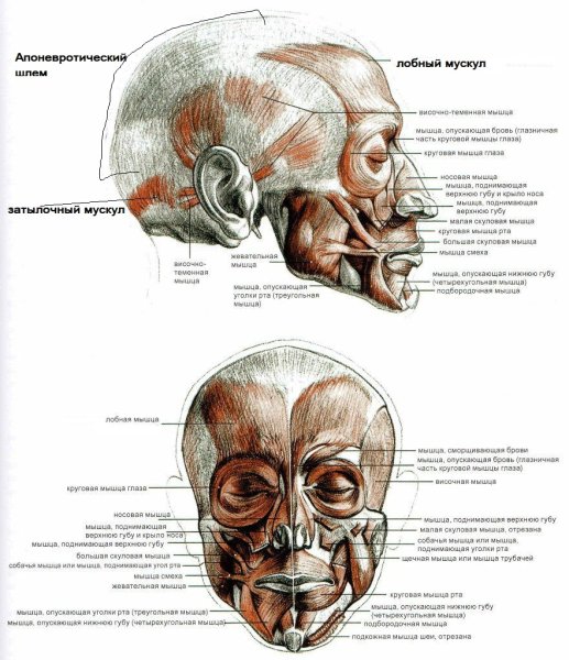 Мимические мышцы лица вид спереди