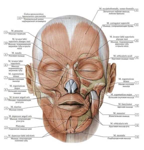 Мимика лица анатомия