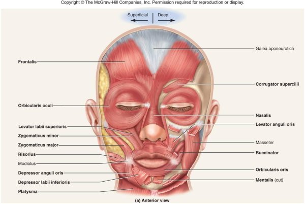 Мимические мышцы лица анатомия латынь