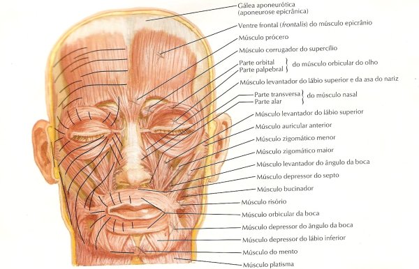 Мышцы лица и шеи анатомия