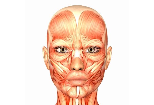 Мышцы лица сбоку анатомия