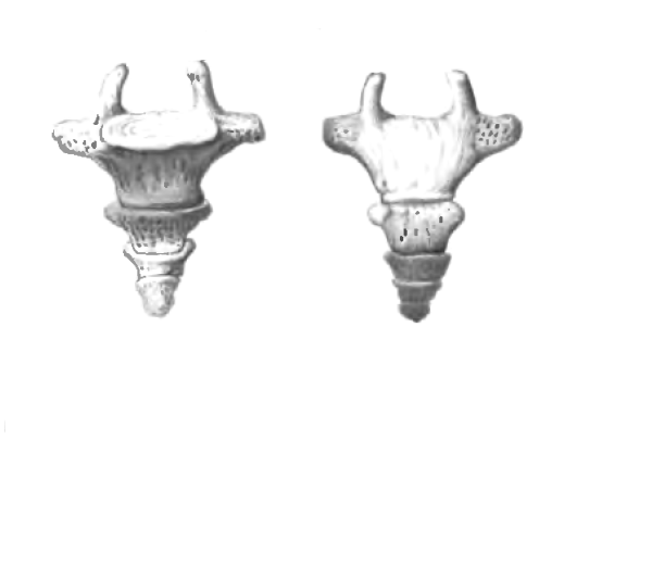 Копчиковая кость анатомия